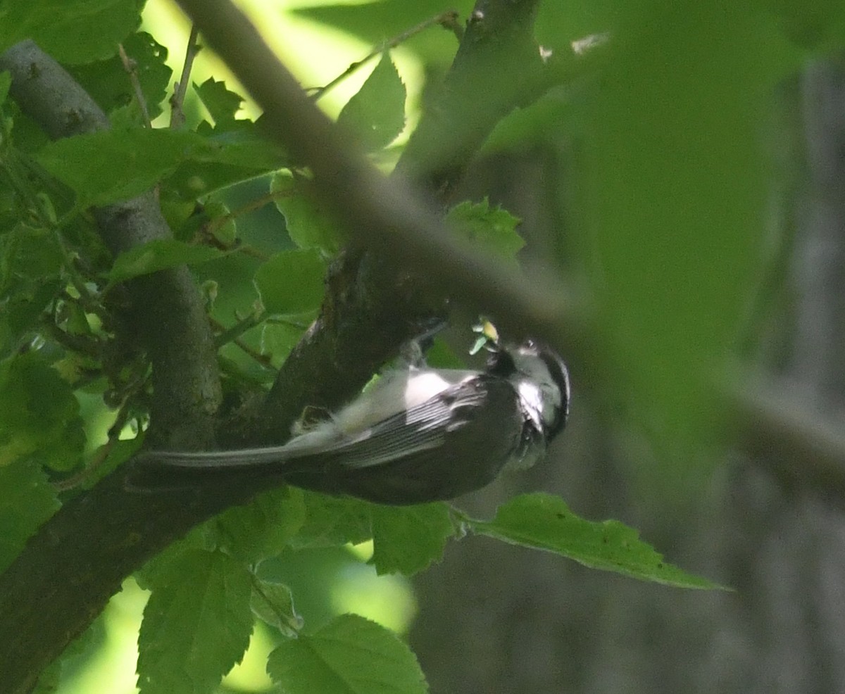 Mésange de Caroline - ML620690740