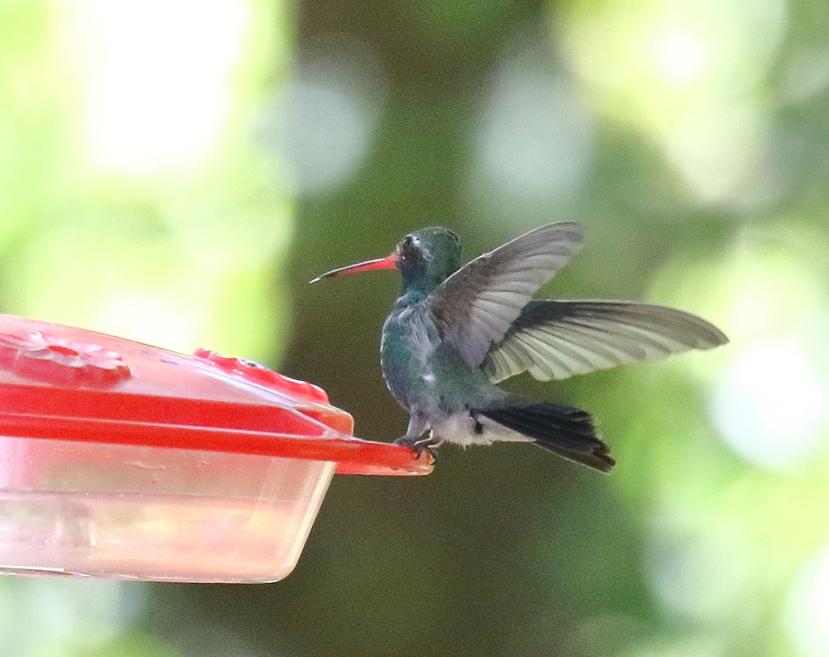 Broad-billed Hummingbird - Greg Gillson