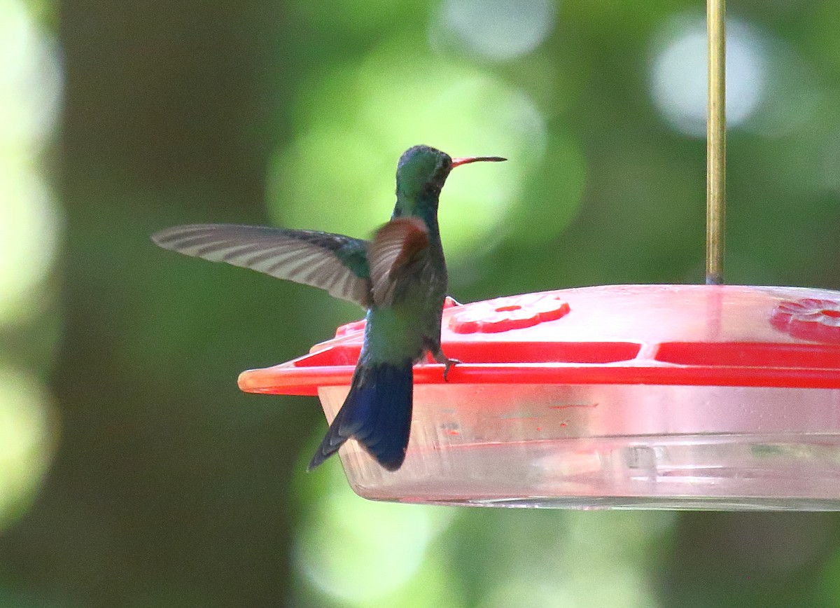 Broad-billed Hummingbird - ML620690742