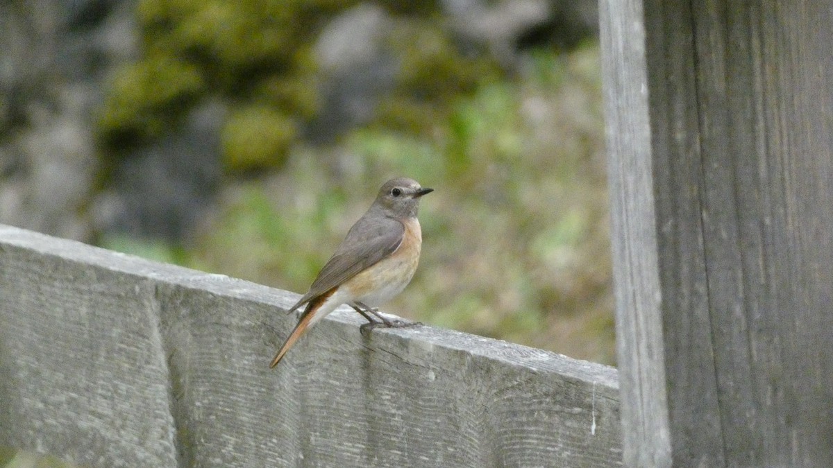 Black Redstart - ML620690745