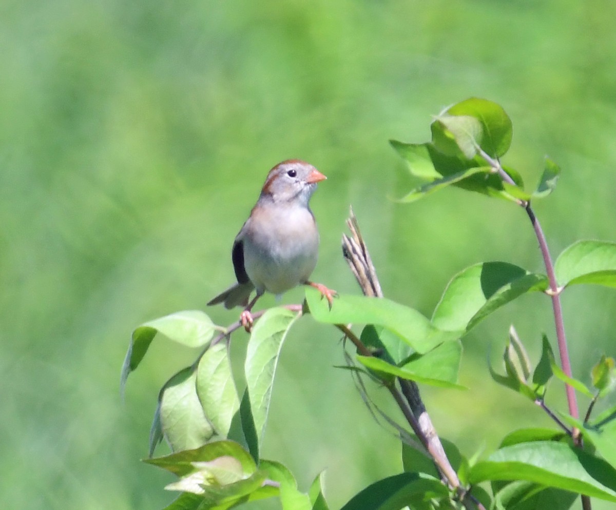 Field Sparrow - ML620690746