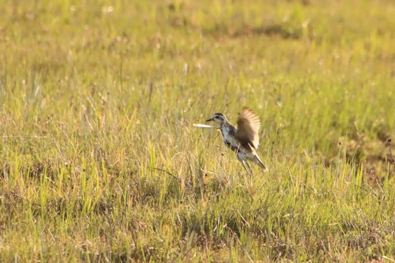 Pacific Golden-Plover - ML620690749