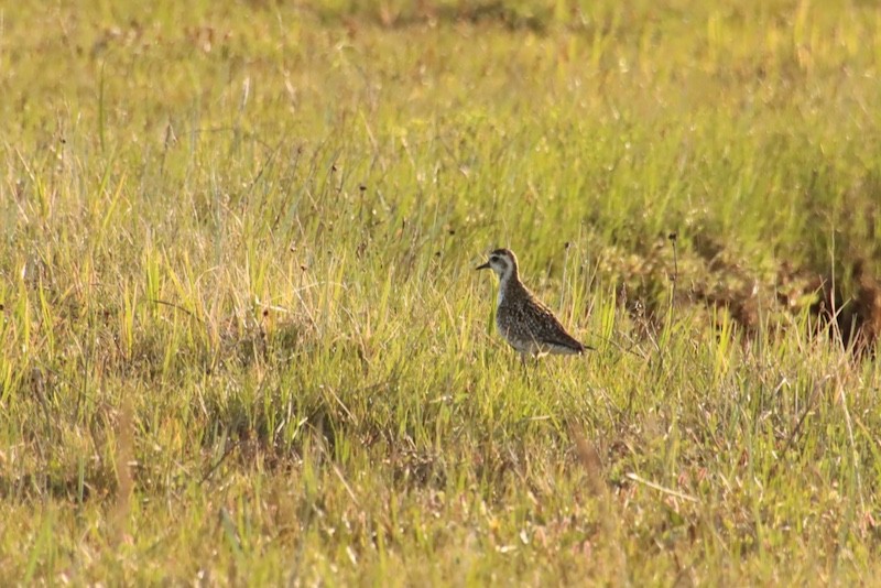 Chorlito Dorado Siberiano - ML620690750