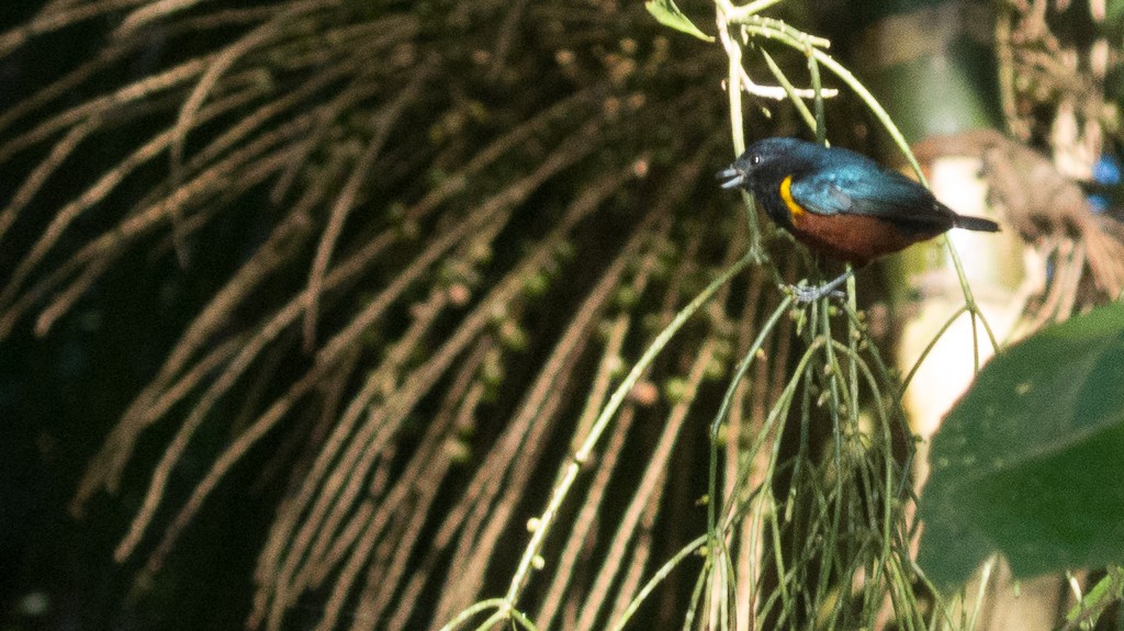 Chestnut-bellied Euphonia - Enio Moraes