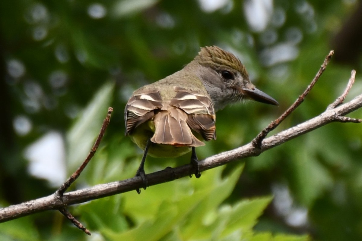 Great Crested Flycatcher - ML620690758