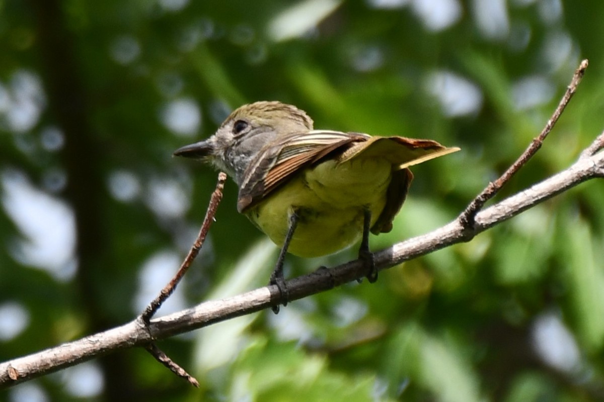 Great Crested Flycatcher - ML620690759