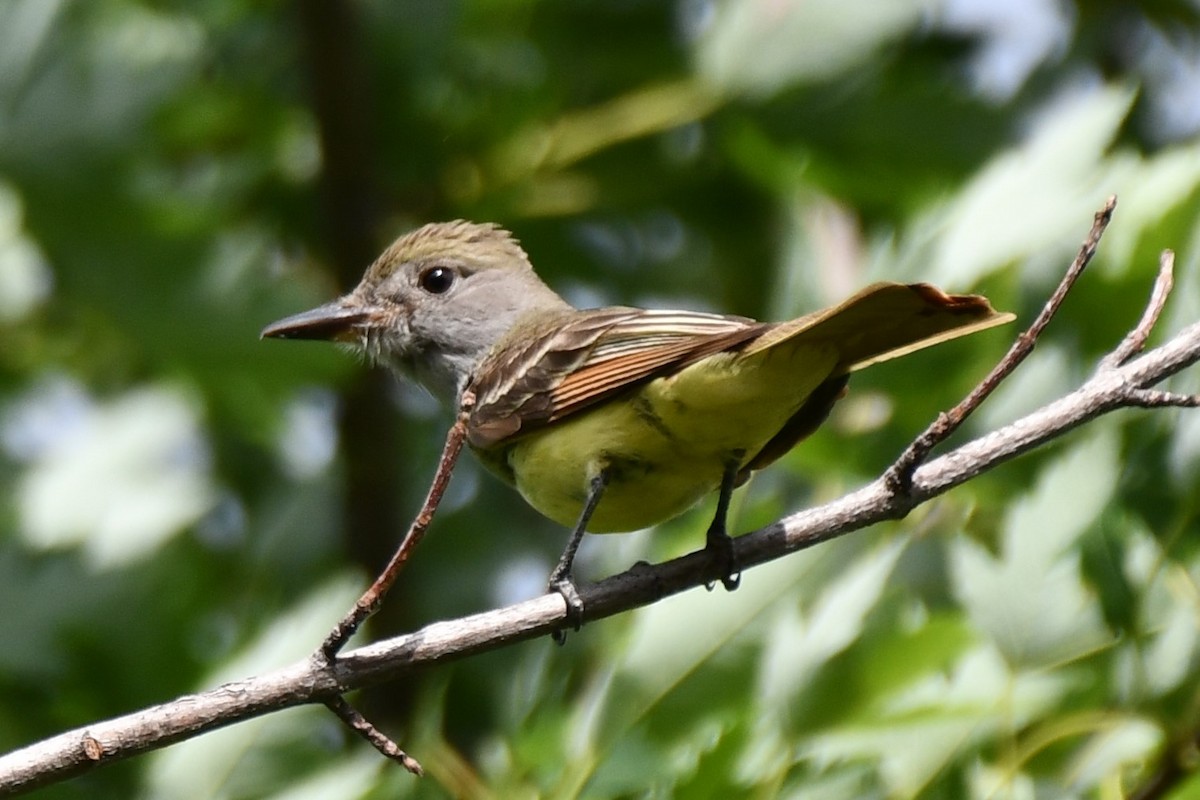 Great Crested Flycatcher - ML620690760