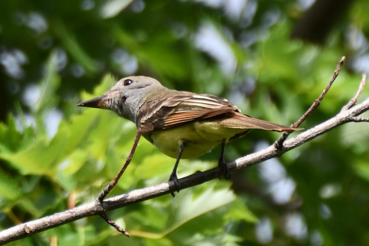 Great Crested Flycatcher - ML620690761