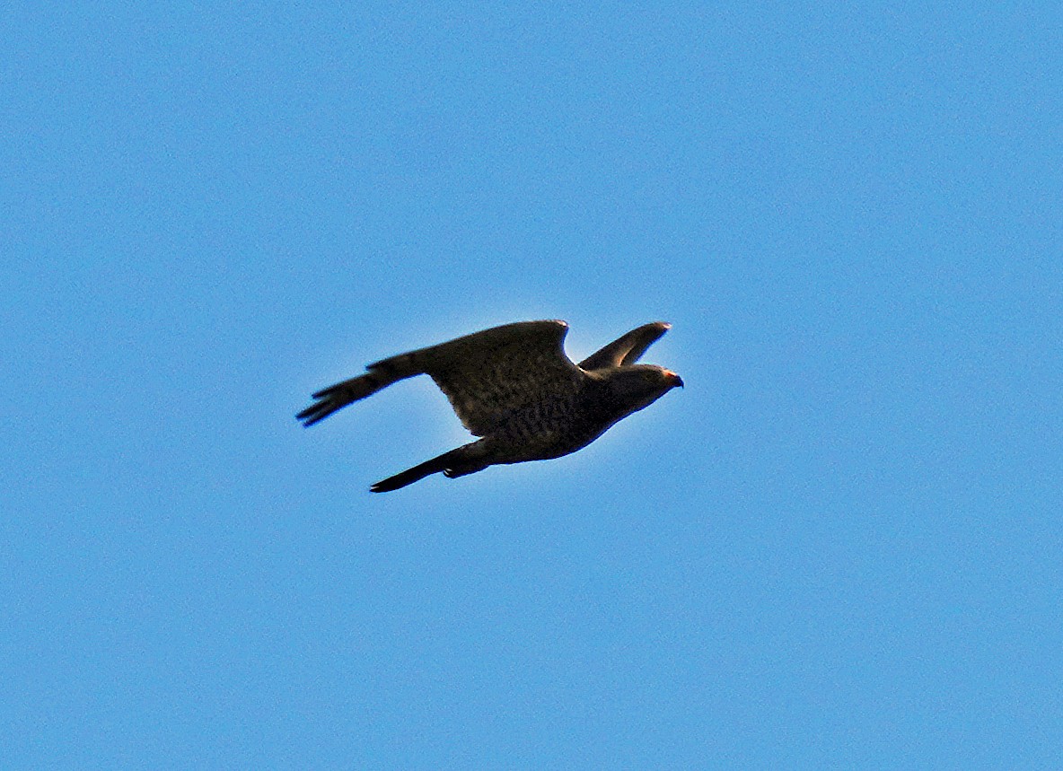 Gray-faced Buzzard - ML620690764