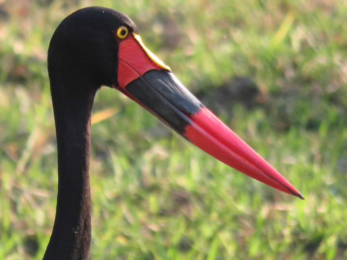 Saddle-billed Stork - ML620690768