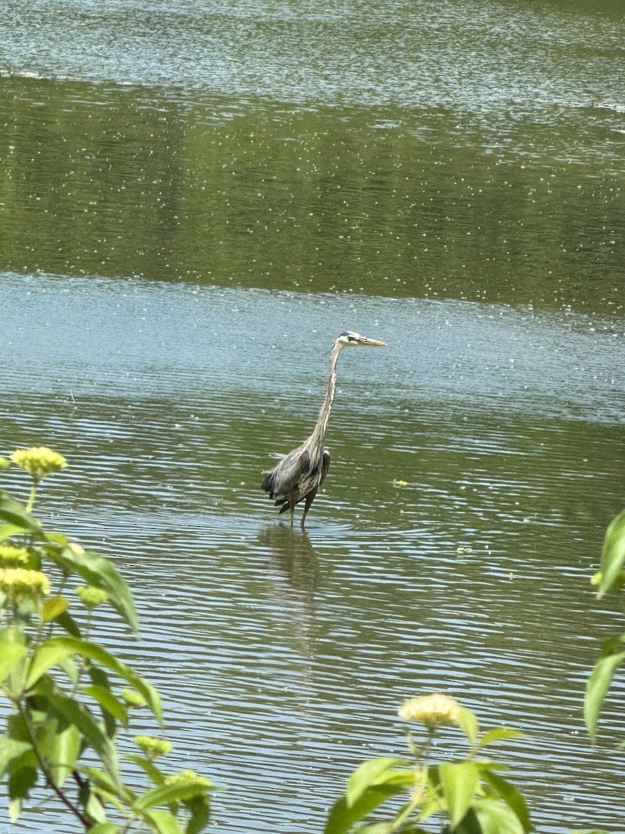 Great Blue Heron - ML620690770