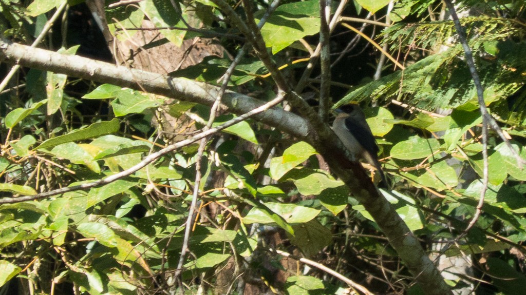 Black-goggled Tanager - ML620690771