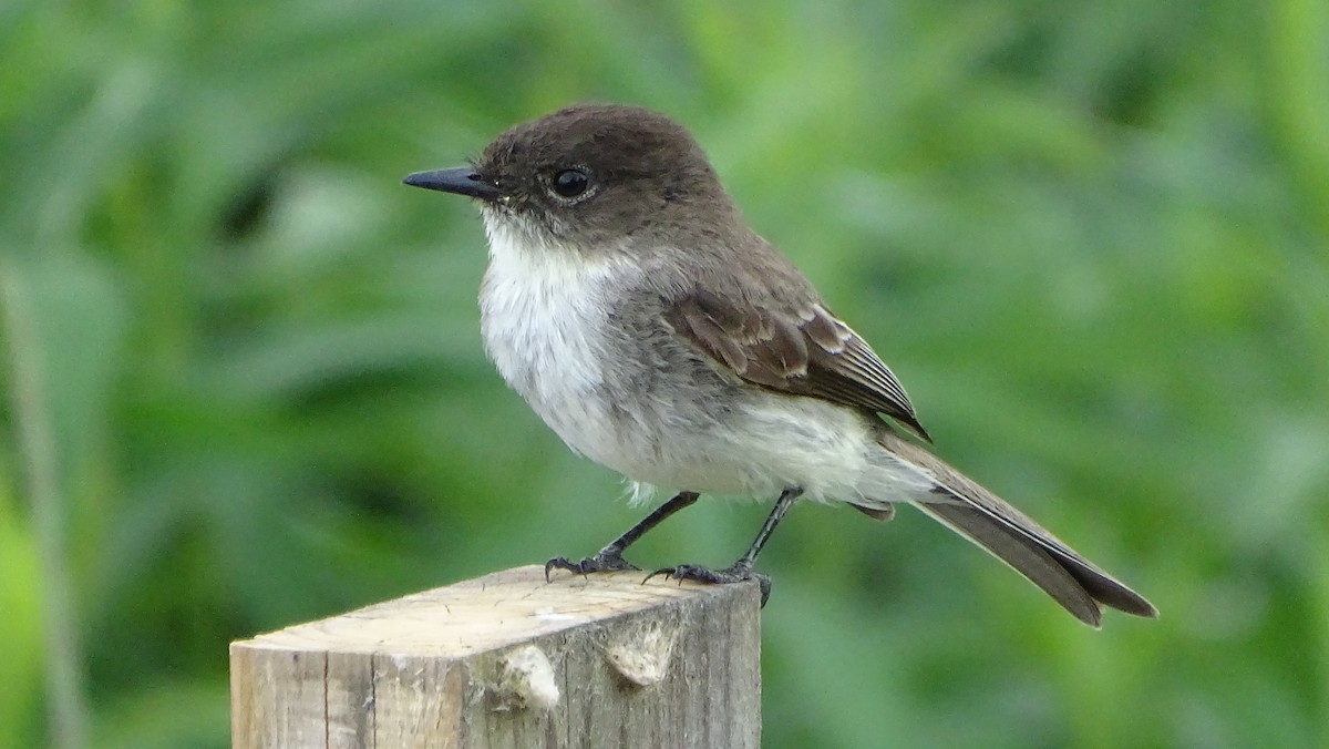 Eastern Phoebe - ML620690772