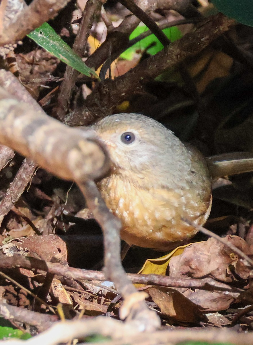 Rufous Shrikethrush - ML620690773