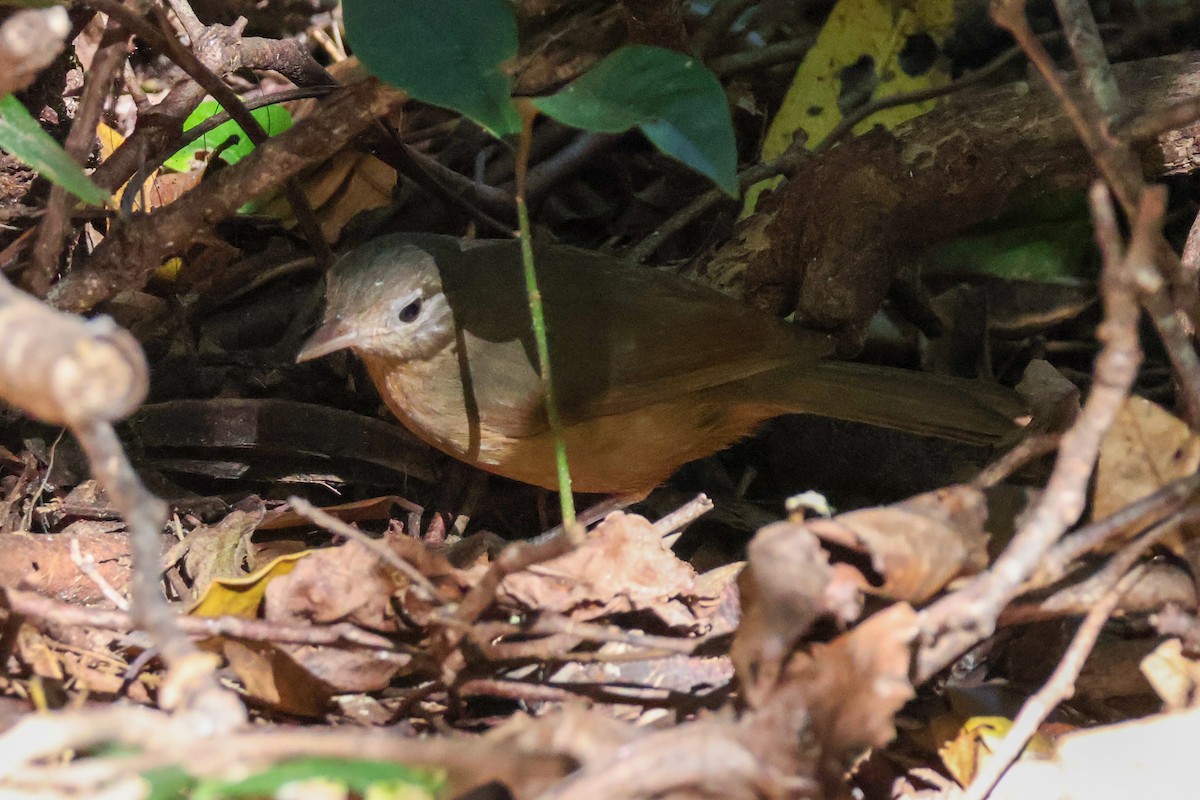 Rufous Shrikethrush - ML620690774