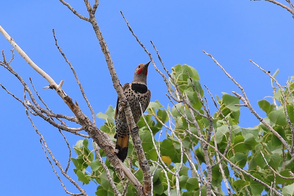 Gilded Flicker - ML620690780