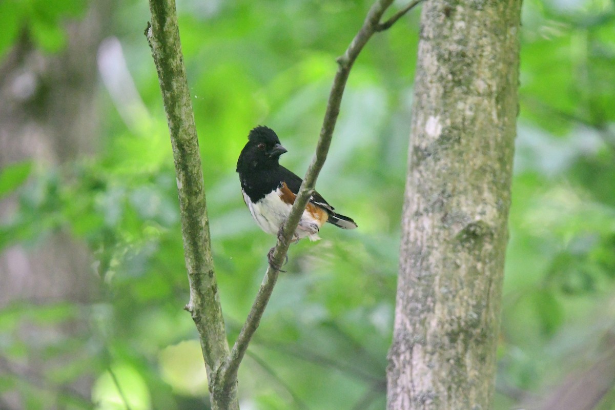 Eastern Towhee - ML620690782