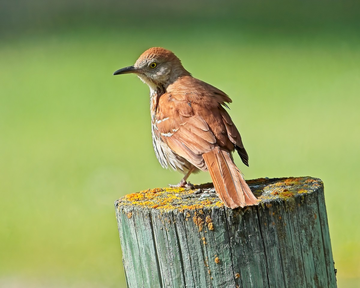 Brown Thrasher - ML620690783