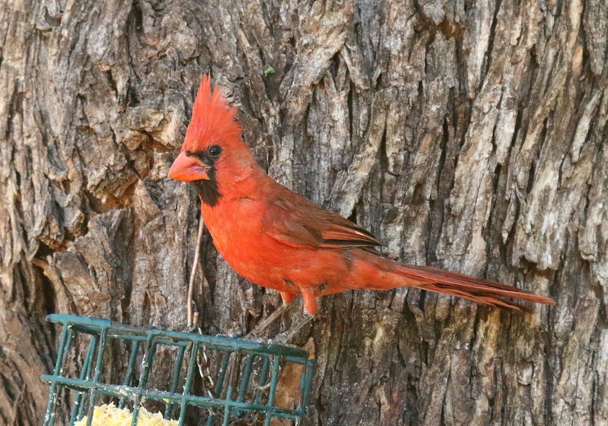 Cardinal rouge - ML620690784