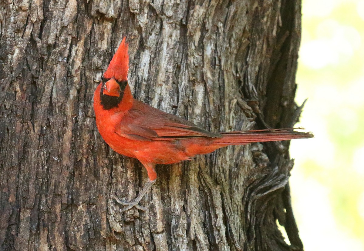 Cardinal rouge - ML620690785