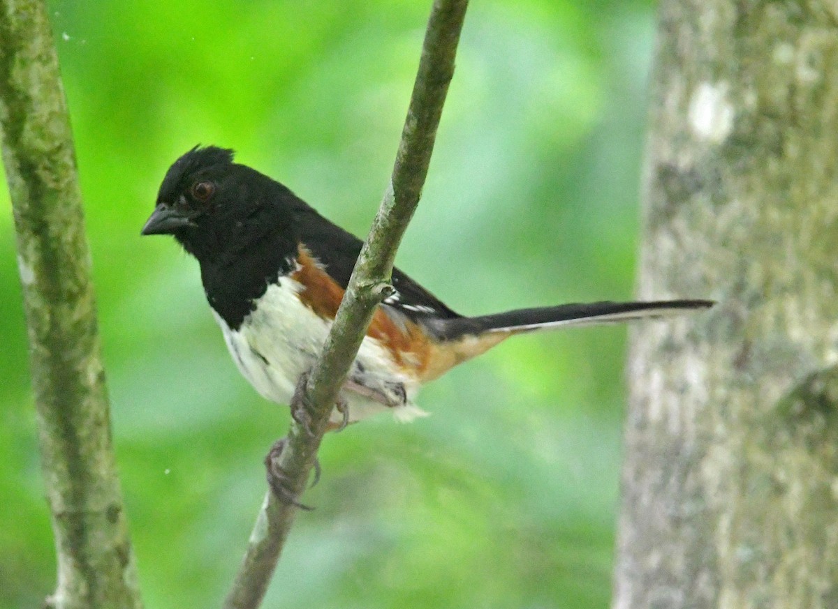 Eastern Towhee - ML620690792