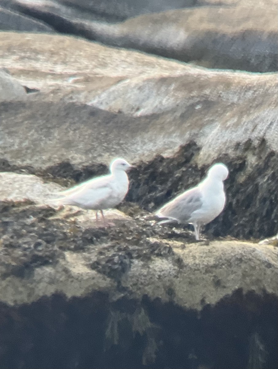 Iceland Gull - ML620690795