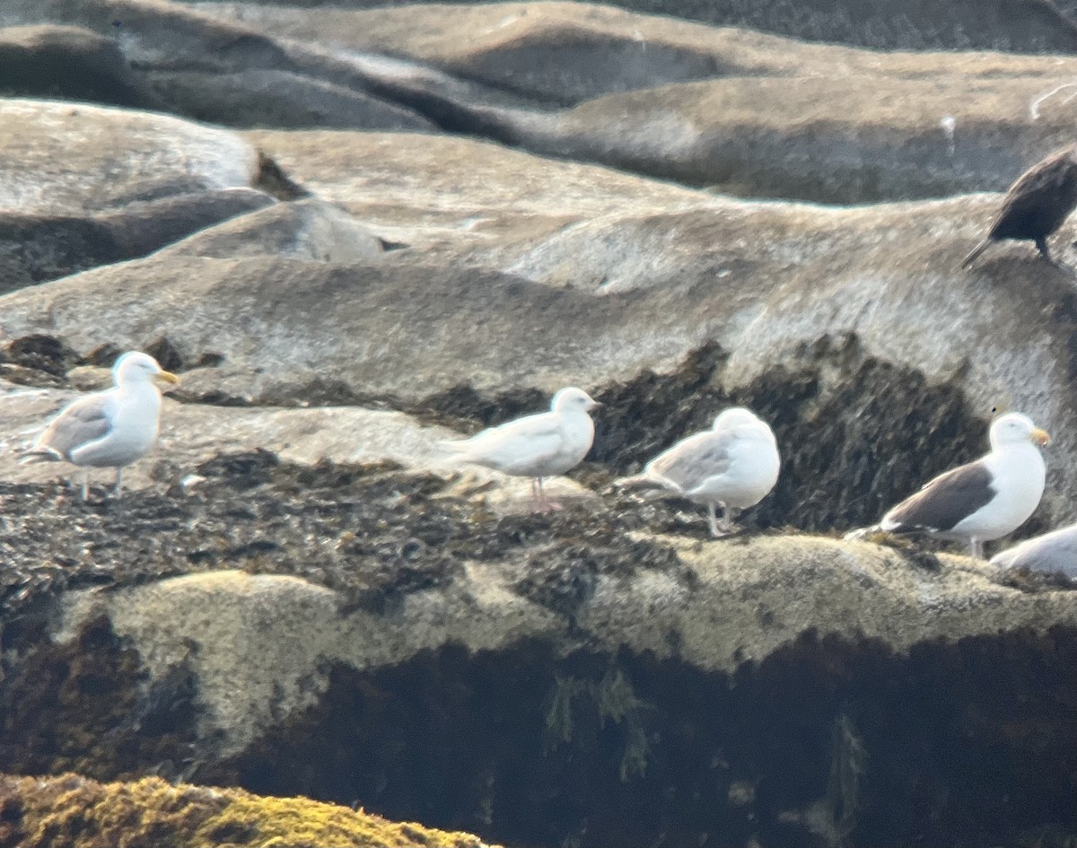 Gaviota Groenlandesa - ML620690797