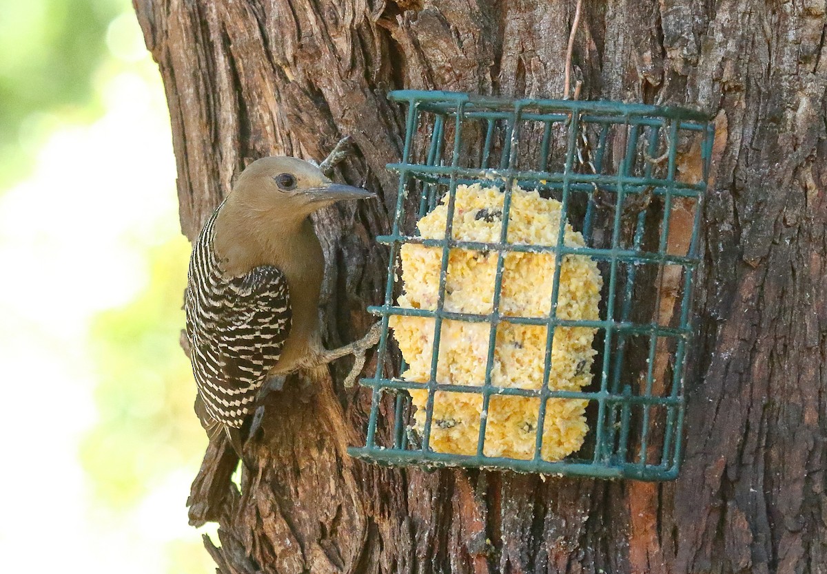 Gila Woodpecker - ML620690798