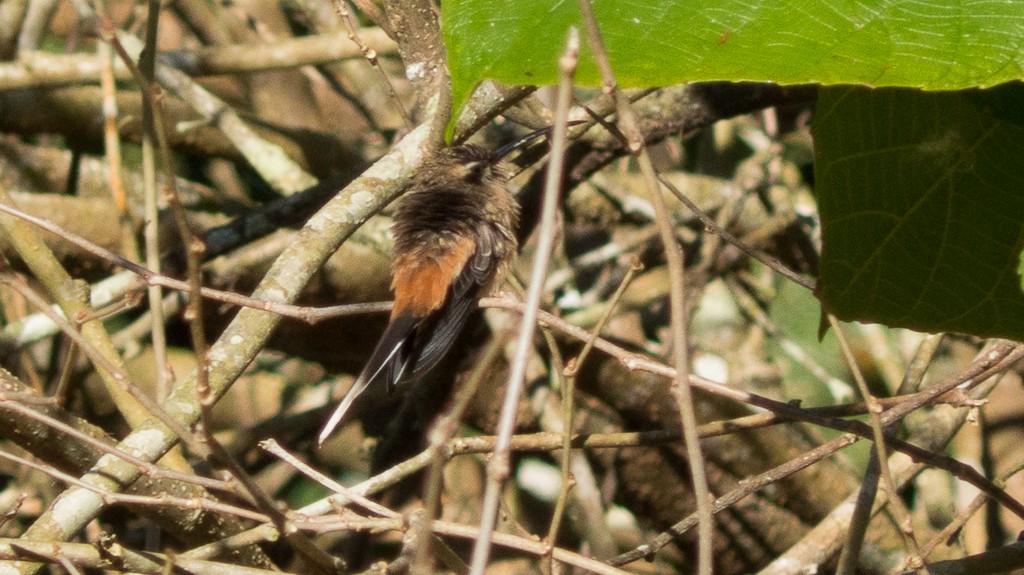 Planalto Hermit - ML620690799