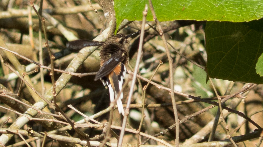 Planalto Hermit - ML620690800