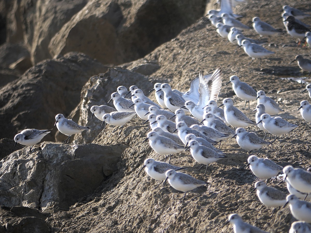 Bécasseau sanderling - ML620690802