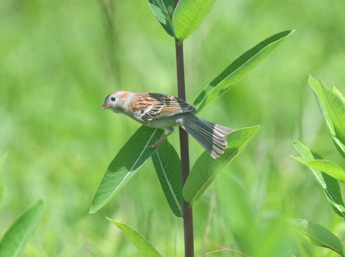 Field Sparrow - ML620690804