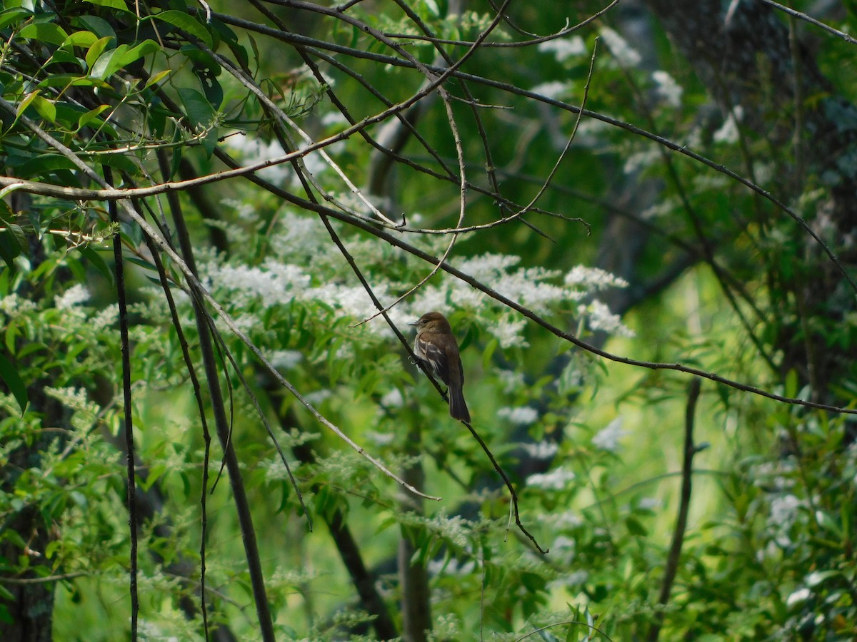 Bran-colored Flycatcher - ML620690806