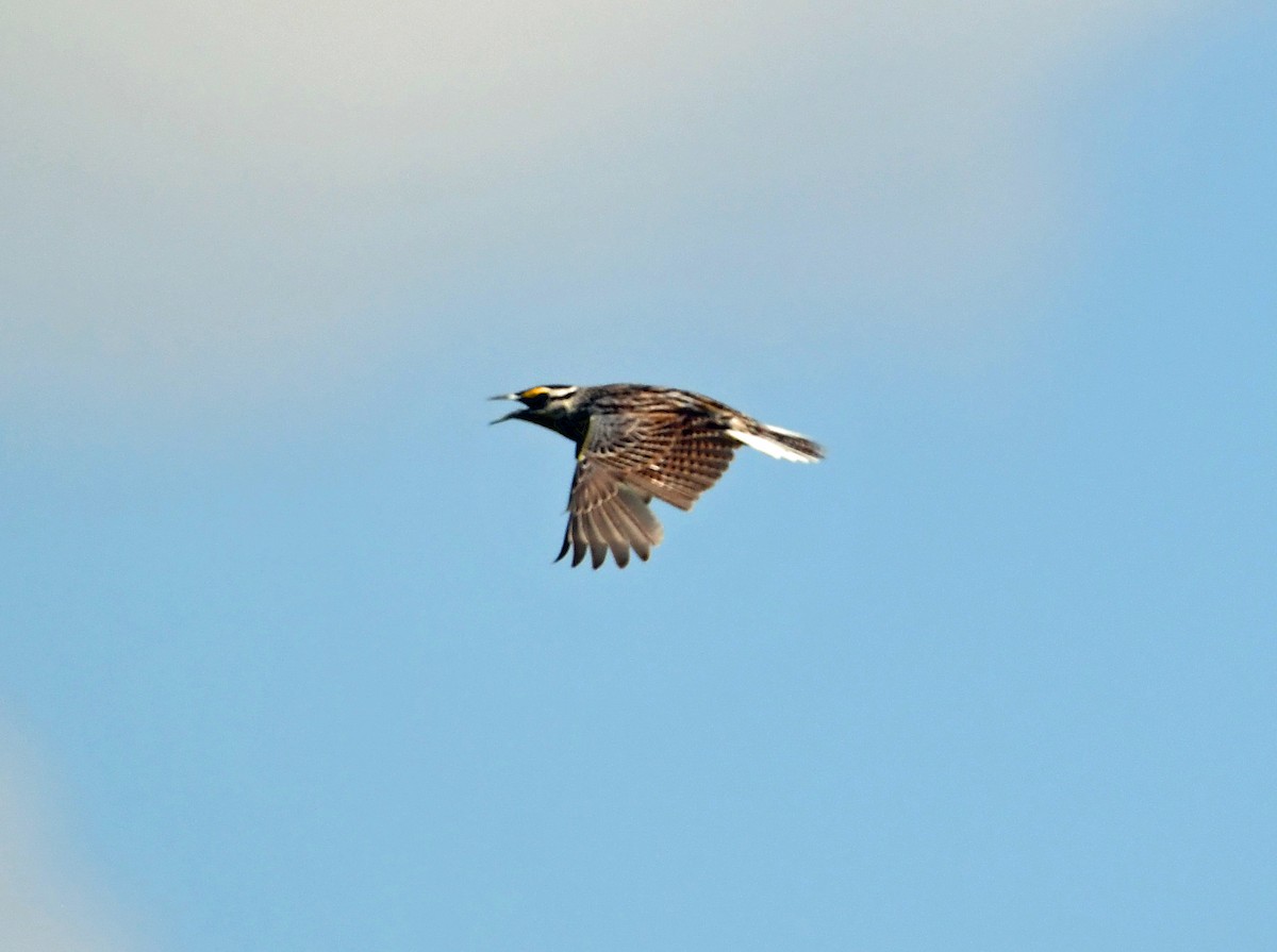 Eastern Meadowlark - ML620690809