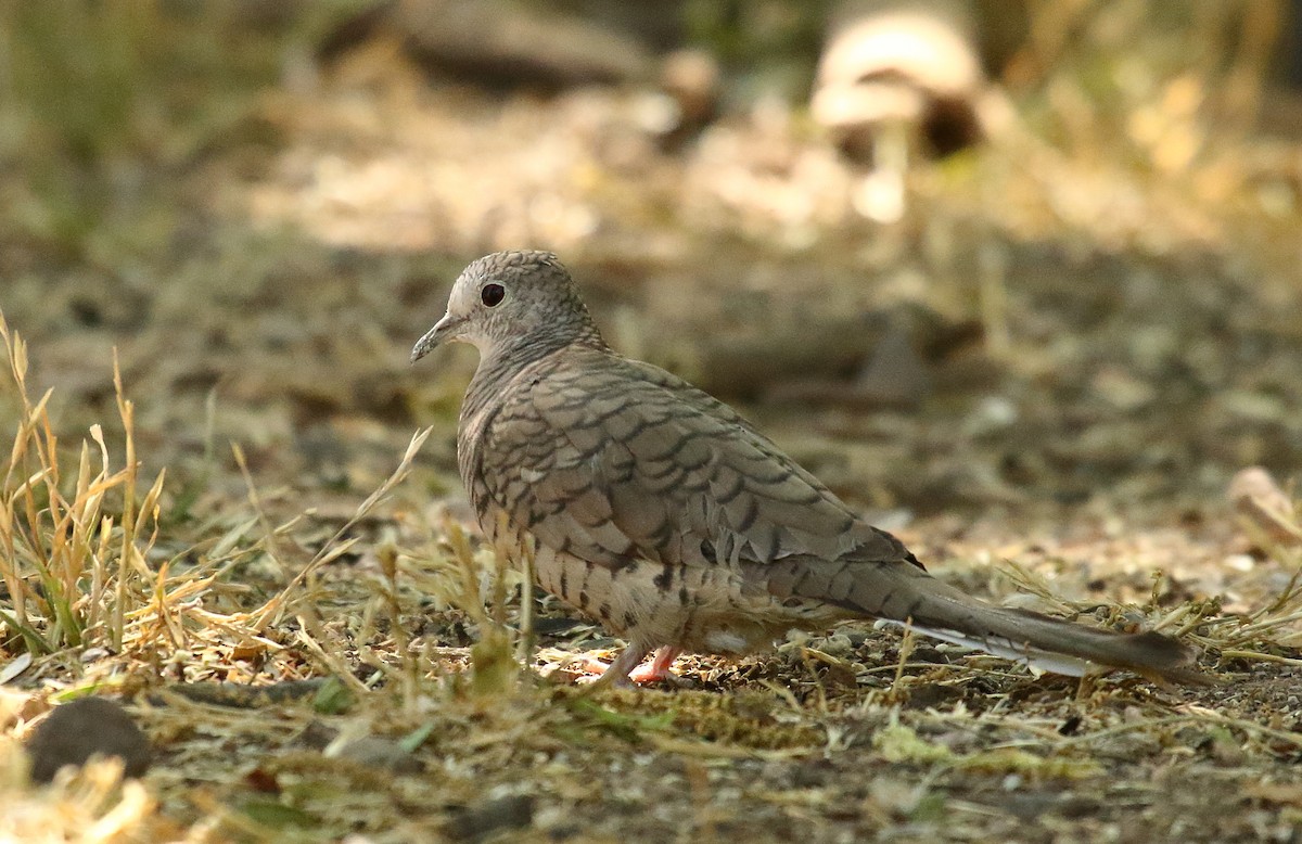 Inca Dove - ML620690810