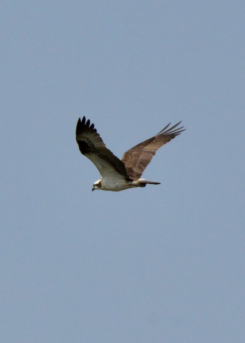 Águila Pescadora - ML620690811