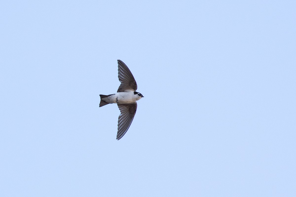 Violet-green Swallow - ML620690812