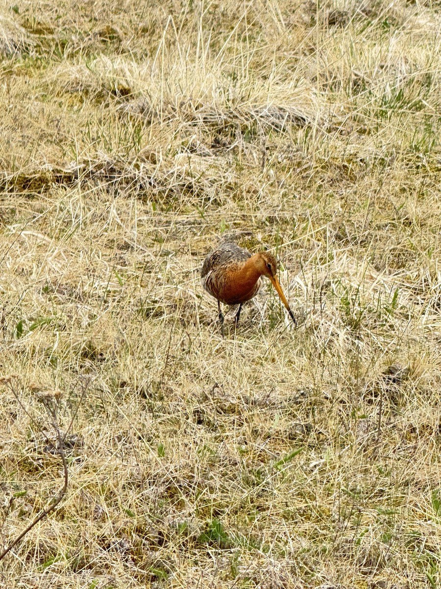 Black-tailed Godwit (islandica) - ML620690813