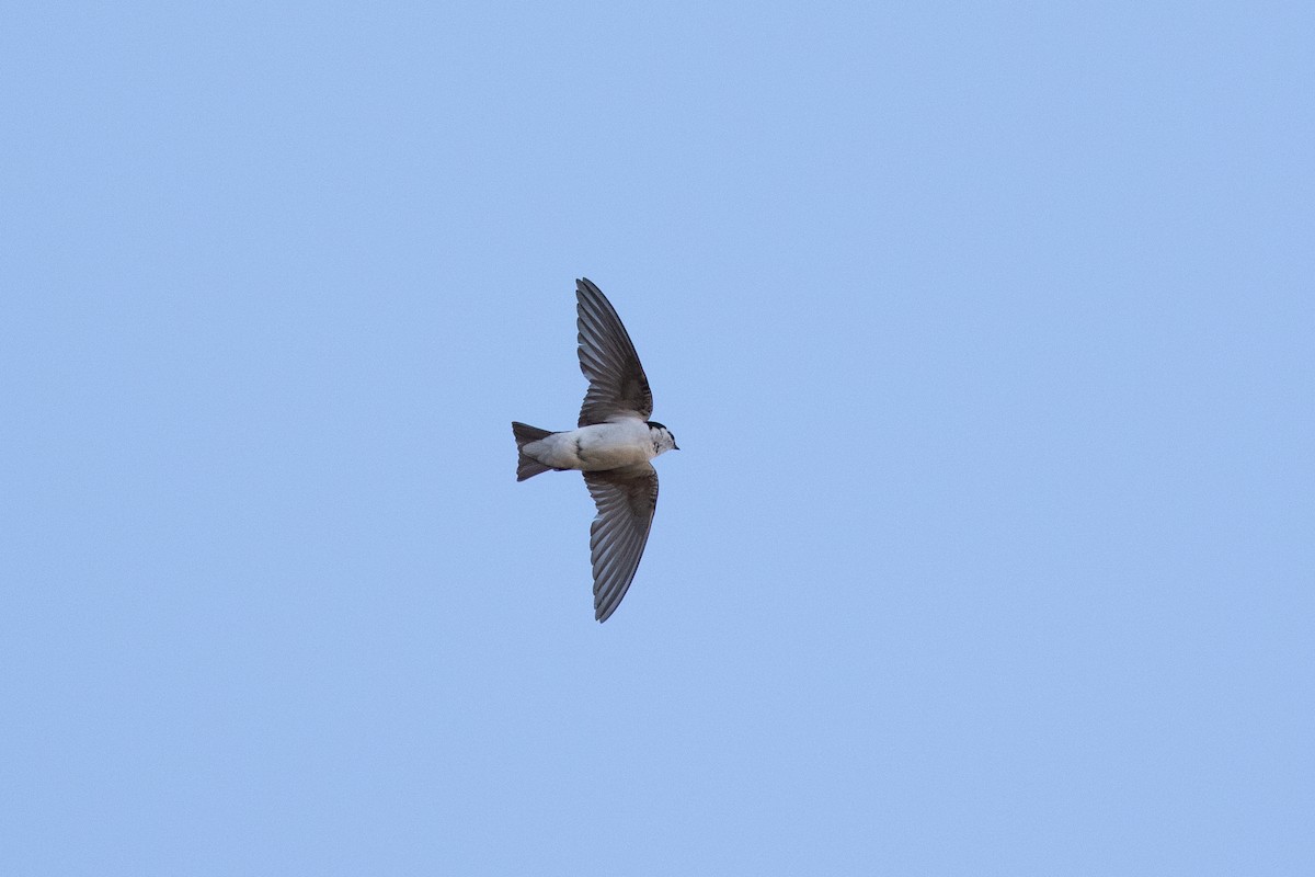 Violet-green Swallow - ML620690815