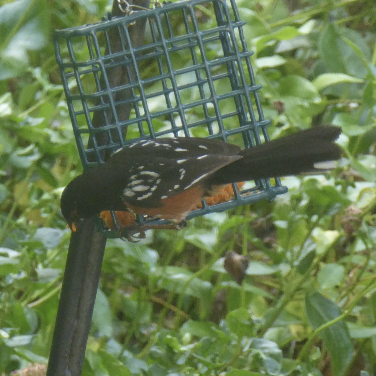 Spotted Towhee - ML620690821