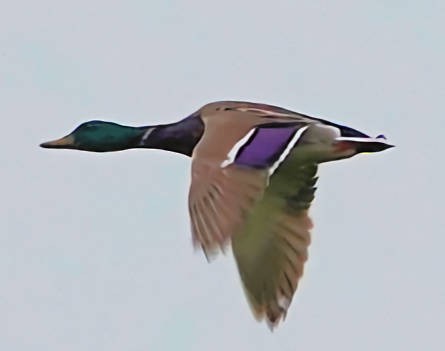 Mallard - ML620690822