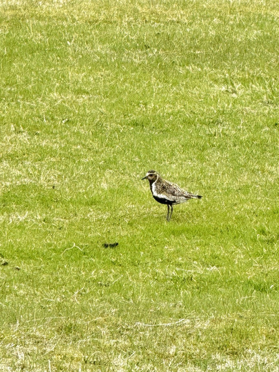 European Golden-Plover - ML620690824