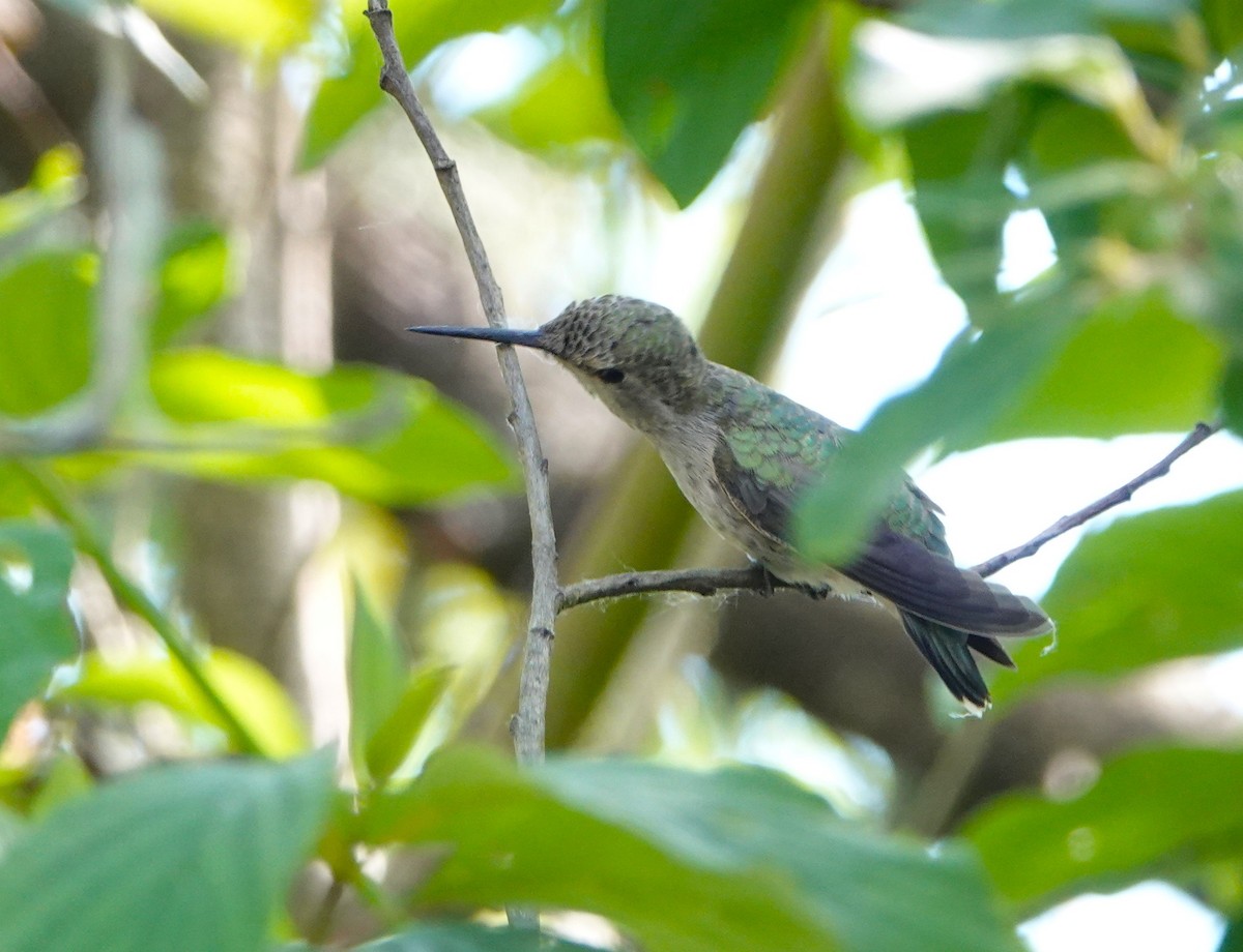 Colibrí de Anna - ML620690825