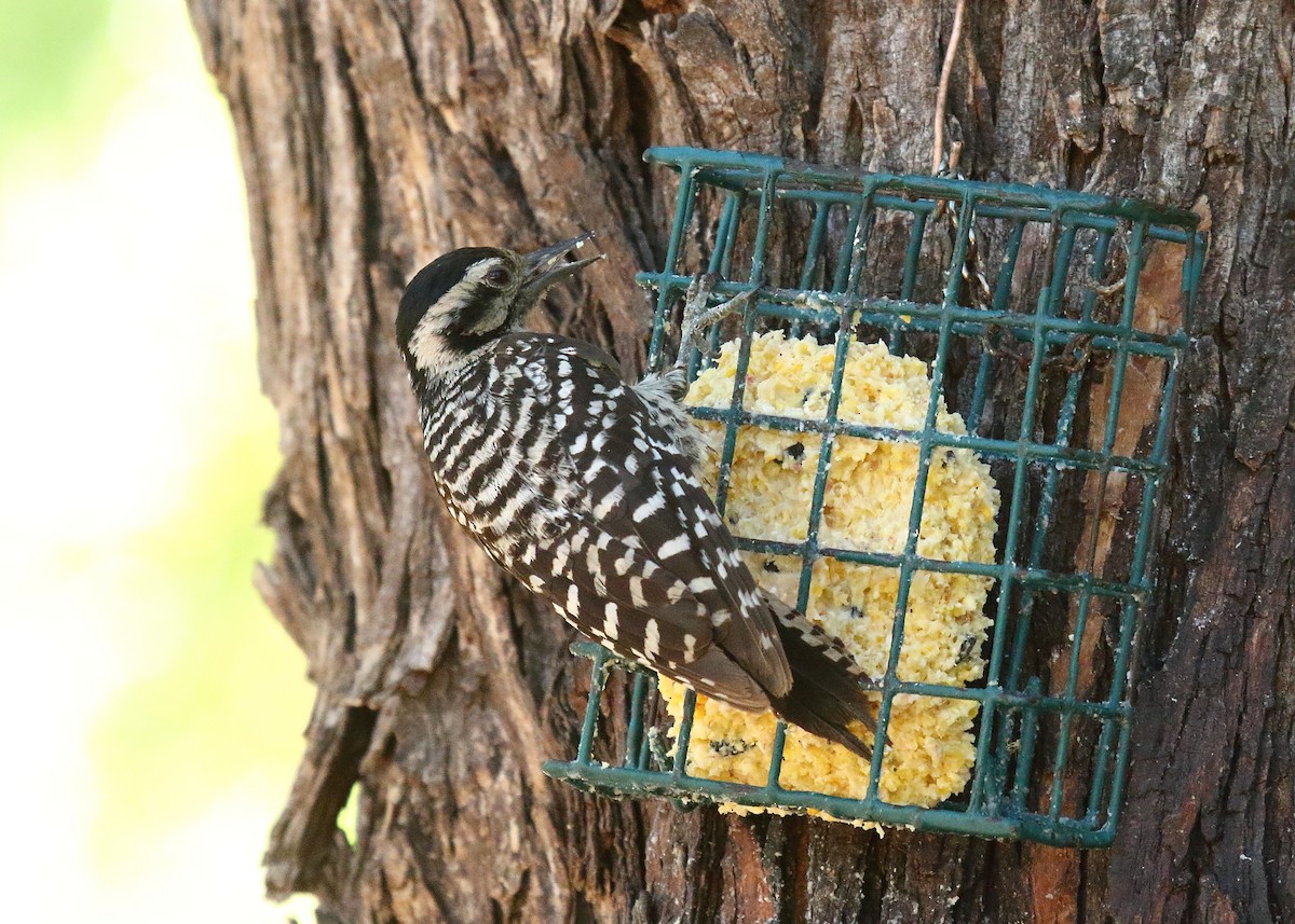 Ladder-backed Woodpecker - ML620690826