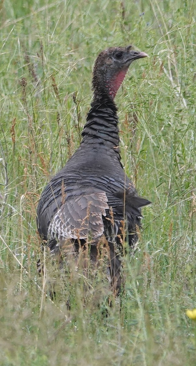 Wild Turkey - ML620690828