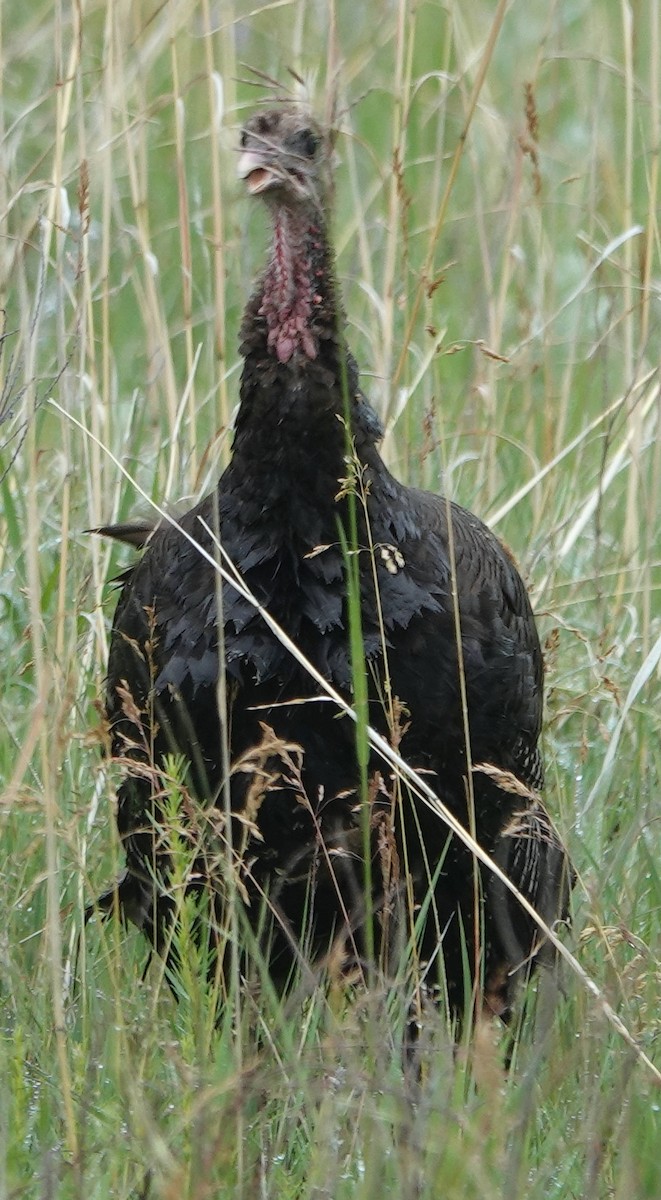 Wild Turkey - ML620690829