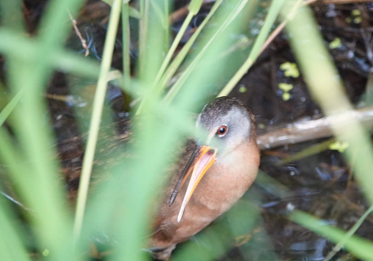 Virginia Rail - ML620690832