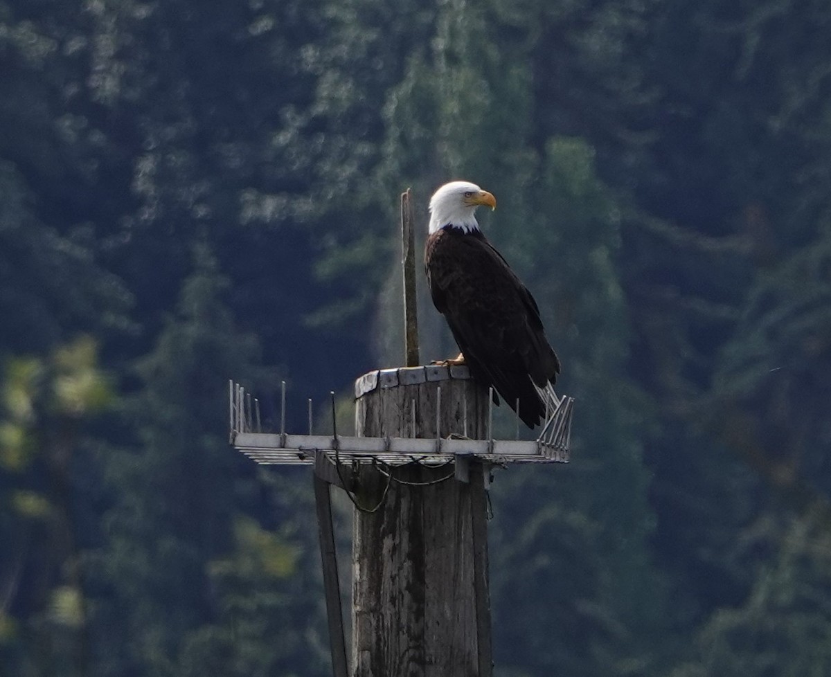 Weißkopf-Seeadler - ML620690837