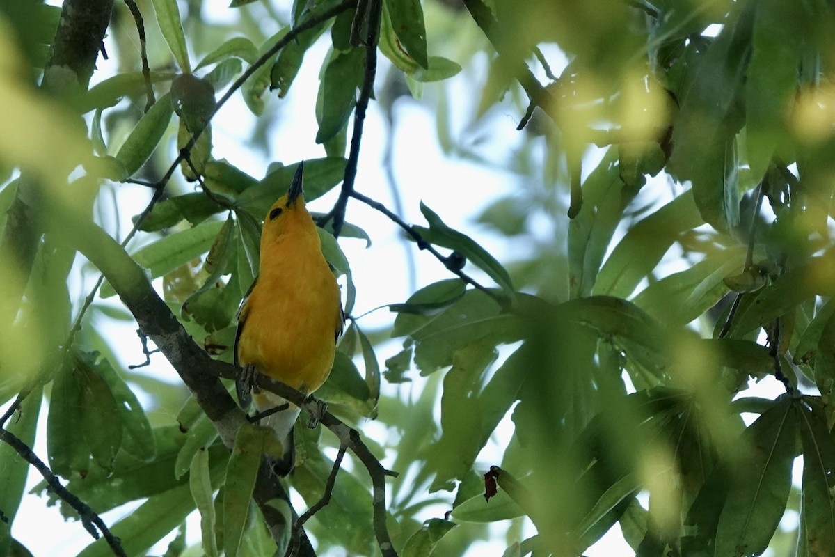 Prothonotary Warbler - ML620690839
