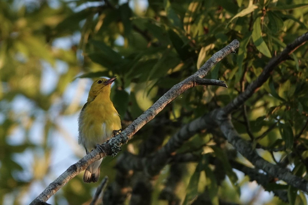 Prothonotary Warbler - ML620690840